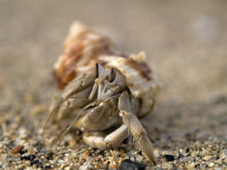 Hermit Crab 2