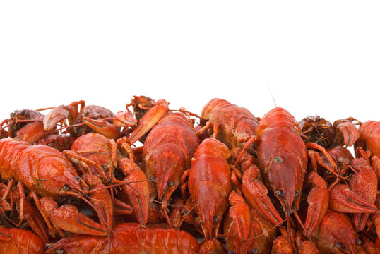 Pile Of Boiled Crayfishes