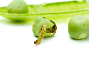 Worm crawling from the eaten pea