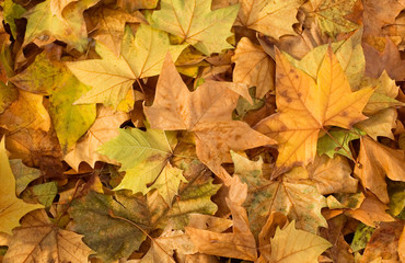 Naklejka na ściany i meble Autumn background. Colorful autumn leaves on the ground