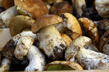 Cèpes