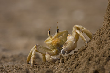 Fototapeta na wymiar Rak w piasku