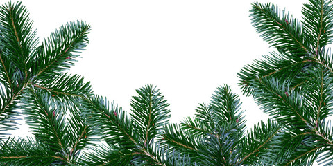 Tannenbaum - Äste