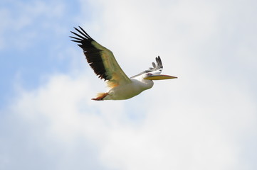Great White Pelican (Pelecanus onocrotalus) in flight