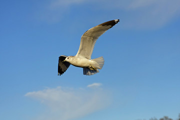 Ring-billed Gull In Flight In Morning Sun