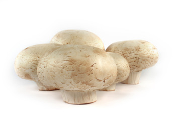 Mushrooms isolated