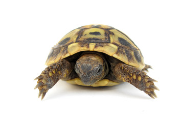 Obraz premium Baby turtle Testudo hermanni tortoise