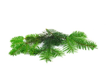 fresh green fir branch