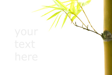 isolated bamboo with copyspace for text purpose and clipping pat