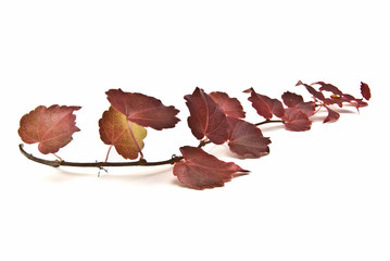 Enredadera de hiedra.