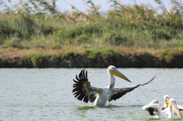 Great White Pelican (Pelecanus onocrotalus)