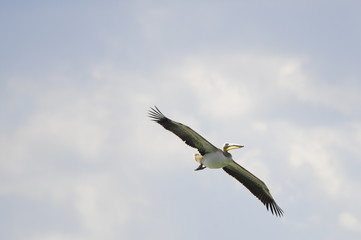 Great White Pelican (Pelecanus onocrotalus) in flight