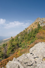 plants on the stones