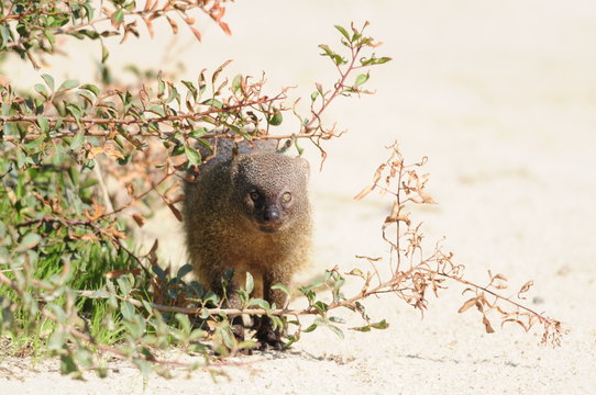 The Egyptian Mongoose (Herpestes ichneumon), Israel