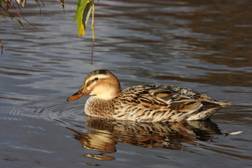 Stockente (Weibchen)
