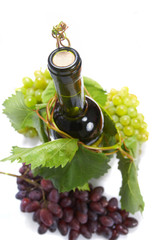 wine bottle and young grape vine