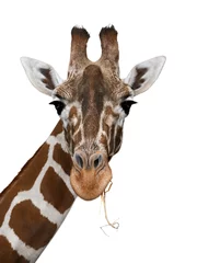 Abwaschbare Fototapete Giraffe Giraffe auf weiß