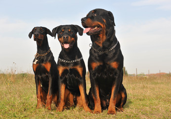 rottweilers et doberman