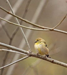 American Goldfinch (Carduelis tristis)