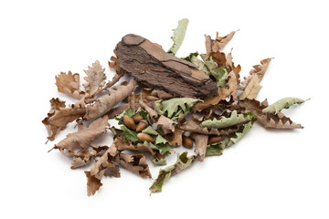 feuilles et glands de chêne
