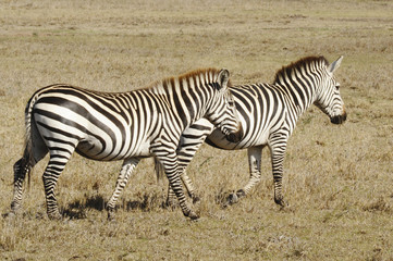 Fototapeta na wymiar Zebry w Masai Mara