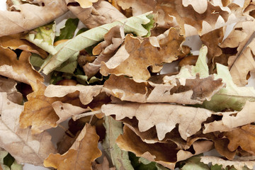 feuilles et glands de chêne