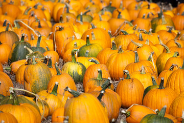 Kürbisse Kalifornien USA