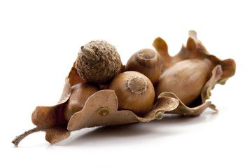 feuilles et glands de chêne