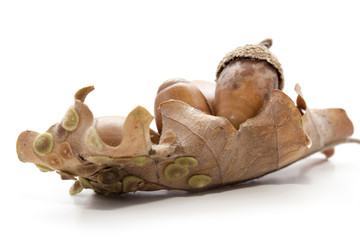 feuilles et glands de chêne