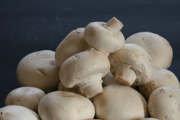 champignon - pilze