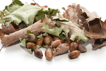 feuilles et glands de ch&ecirc;ne