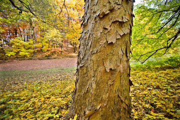 baum stamm tree herbst