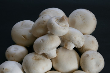 Bio-Champignons
