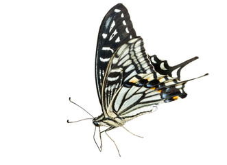 Fototapeta na wymiar Butterfly (Papilio xuthus) 4