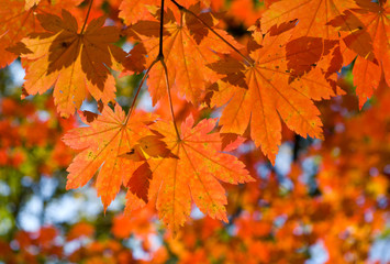 Autumn branch of maple 2