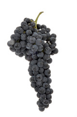 uva grappolo vino vendemmia autunno