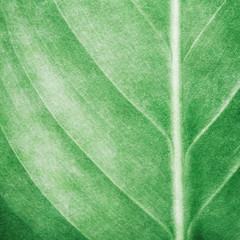 leaf pattern paint background