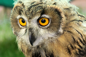 Short Eared Owl looking down