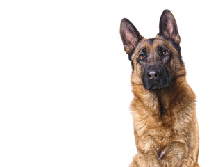 german shepard isolated on white