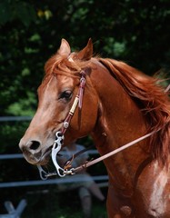 Obraz premium Quarter Horse