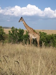 Girafe de profil dans le Masaï Mara