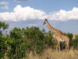 Girafe dans la savane africaine