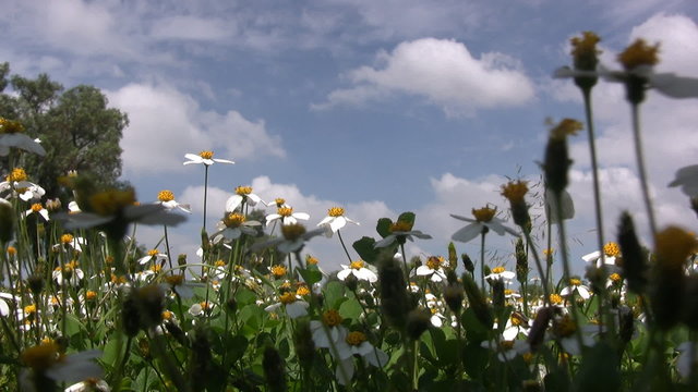 Flores y cielo