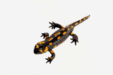 Feuersalamander_d0212
