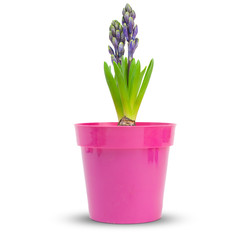 fleur série - jacinthe - hyacinthe bleue sur fond blanc