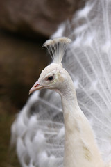 Weisser Pfau