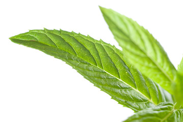 macro photo of green mint isolated on white