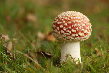 Toadstool in the grass