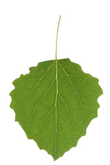 Aspen leaf