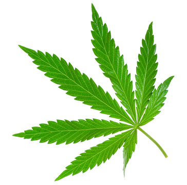 marijuana leaf
